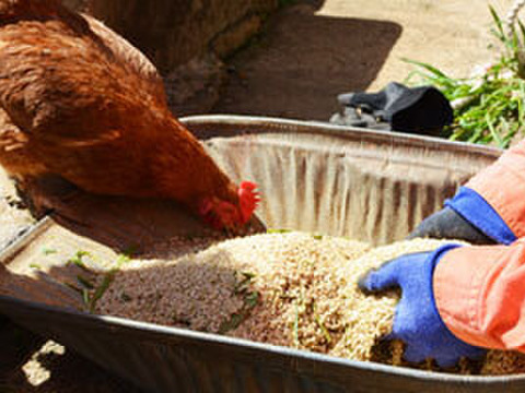 人に自然にやさしいたまご「えぼし姫」20個入り