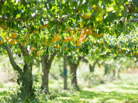 濃厚な甘さと瑞々しさが絶賛の「幸水」18～6個程度（5kg程度）
