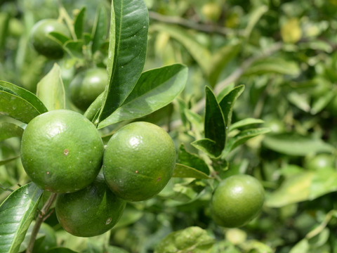 和歌山にしかない品種　一番みかん　5kg　約43個～