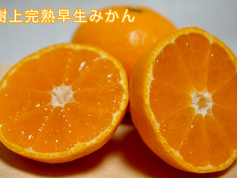 【冬ギフト】『樹上完熟早生みかん』約3kg SS~Lサイズ