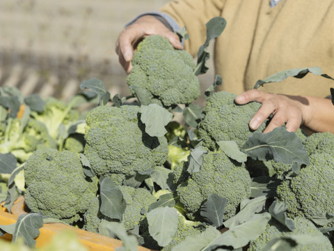 食べチョク限定！使いやすいサイズ！茎まで食べられる淡路島産ブロッコリー 1kg