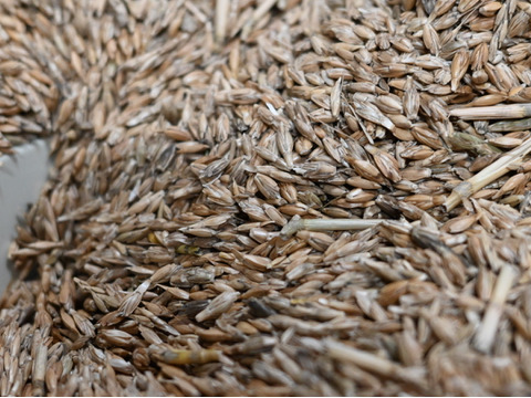 【国内産希少】自然栽培スペルト小麦（ふすま）