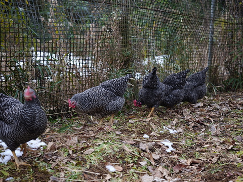 那須ブランド平飼い卵-金乃雫-〈日和・家庭用〉15個(割れ保証込20個)