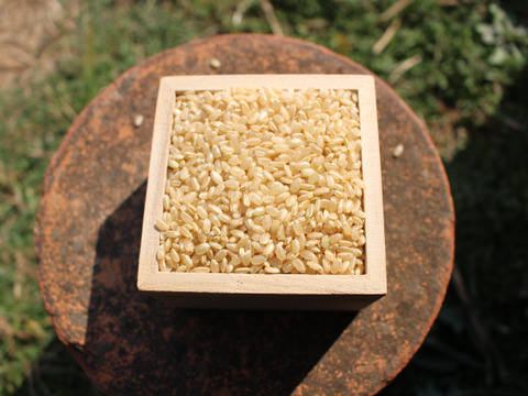 甘み・粘りが強く柔らか食感　令和5年産特別栽培米ヒノヒカリ玄米　5kg