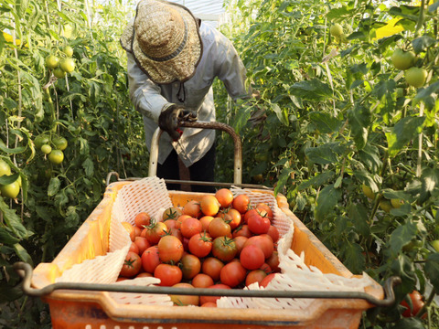 【食べれば分かる】糖度8度以上　フルーツトマト２Kg｜高知県香南市産｜キズあり•お試し