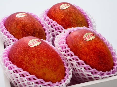 【夏ギフト】【順次発送中】限定 サンライズファームのアップルマンゴー 【大玉4玉2.4kg以上】【優品】