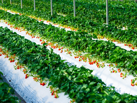 【ご予約商品】【ギフト可】完熟いちご化粧箱入り【24粒～33粒】