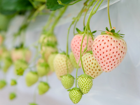 大玉贅沢三昧！いただきいちご園の紅白いちご４品種食べ比べセット　９～１１玉入り【化粧箱入り】【いちご食べ比べ】