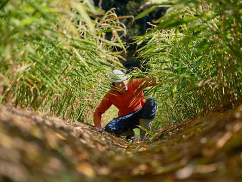 新生姜　べにはるかセット【農薬・化学肥料 不使用】