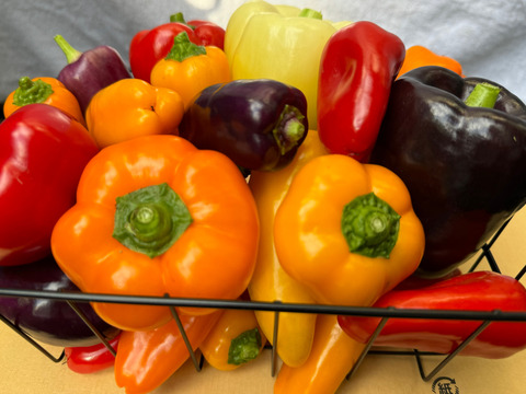 完熟！カラフルミニパプリカ500g & カラフル！じゃがいも３種セット(各、約1kg合計約3kg)詰め合わせセット