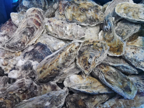 【水産庁補助事業　送料無料】 ❄️ 生食用 １３ｋｇ 殻付き 牡蠣 急速凍結 （冷凍牡蛎）松島牡蠣屋直送 🔥 BBQ/パーティーに！貝類 海産物 oyster 😋冷凍牡蠣 貝類 二枚貝　B