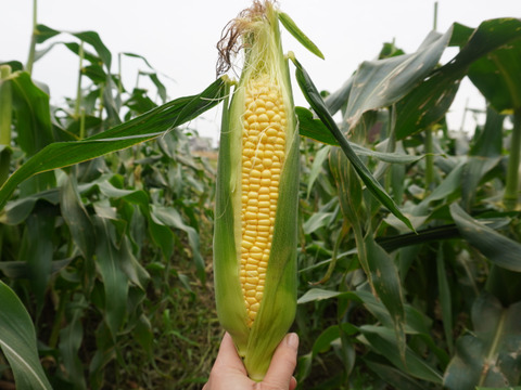 白と黄色のとうもろこし食べ比べセット🌽5本ずつ［合計10本］