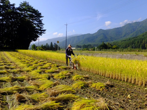北アルプス山麓　自然栽培米　天日干し　朝日　白米3㎏