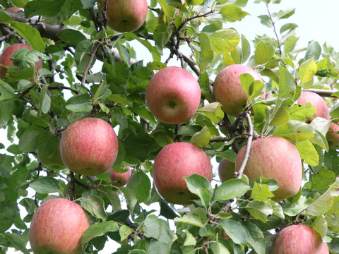 【贈答用】葉とらずふじ 当園の１番人気りんご！ 2.5kg (6〜9玉)
