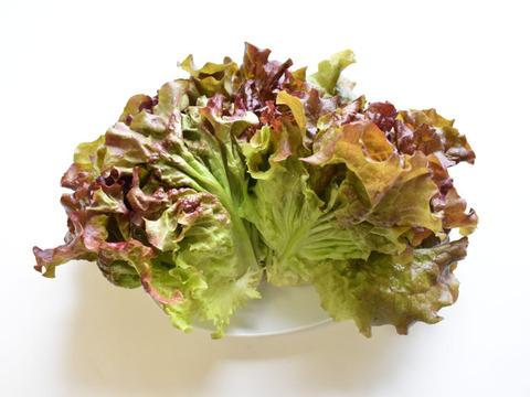 和らぎ農法　サニーレタス　大（1～2玉）