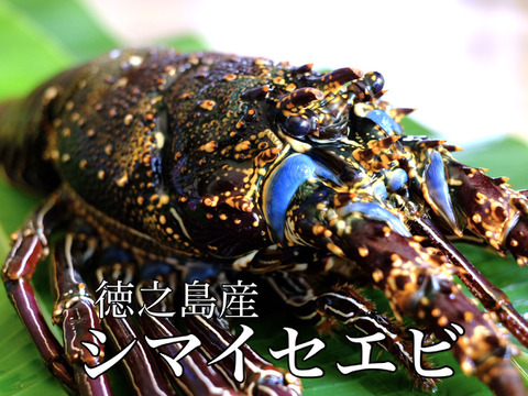 伊勢エビ一キロ Amazon | ○三重県伊勢志摩産 冷凍伊勢海老【1kg入の詰め合わせ