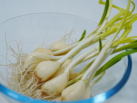 【農薬・肥料不使用】アクアポニックス発芽黄ニンニク30本セット