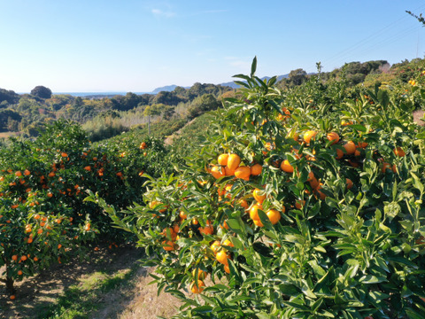 滑らかな舌触り！あふれる果汁！糖度だけでは測れない深い甘みとコク！匠の技が光る『頑固ひとくちみかん』2Sサイズ、5kg