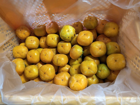 2箱分すぐ発送！完全農薬0栽培！　訳あり柿　渋抜き済み　箱込3.5キロ以上　安心安全な柿