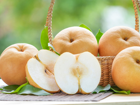 茨城県産  幸水梨 約5kg 【12〜16玉】