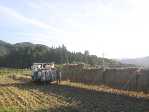 令和6年新米」天日干し 自然栽培 ササニシキ 5kg：福井県産の