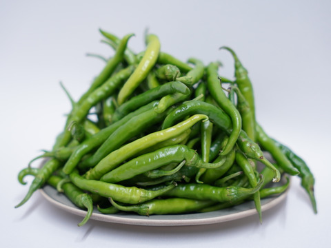 【五感を刺激する辛味】採れたて生青唐辛子　1kg