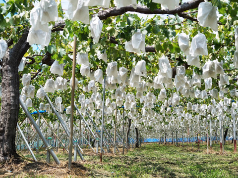 紀州有田巨峰村のとびっきり！あま～い完熟巨峰2kg(種あり4-6房)化粧箱入り