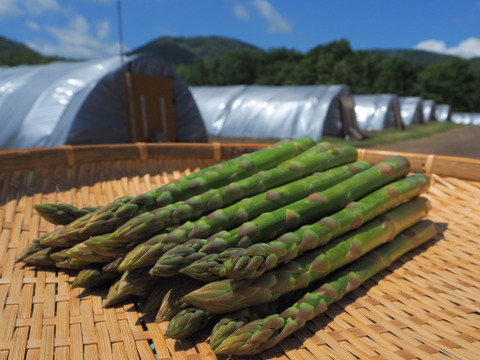 (GS)[有機JASグリーンアスパラガス]ご家庭用特別価格Sサイズ(北海道)(春芽)