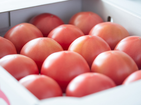 旨味がジュワッと♪昔ながらの味わい‼️「うみとまと32〜20玉」【おすすめの食べ方付き】