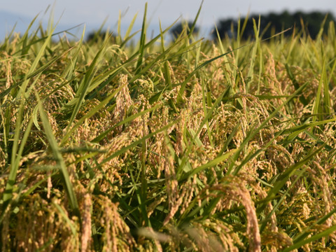 【R7新米！】青森県産まっしぐら【白米5キロ】