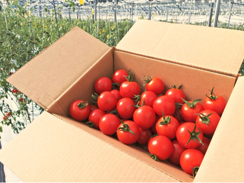【アイメック農法】フルーツトマト　フルティカ（1.0kg）【トマト食べ比べ】