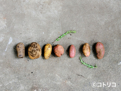 【訳あり】7種の彩りジャガイモ【有機JAS】食べ比べセット約3㎏【肌荒れ・ちびころ・小傷有】