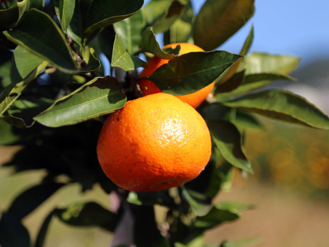 『家庭用』お買い得【自然栽培】 完熟 中生みかん（10K）