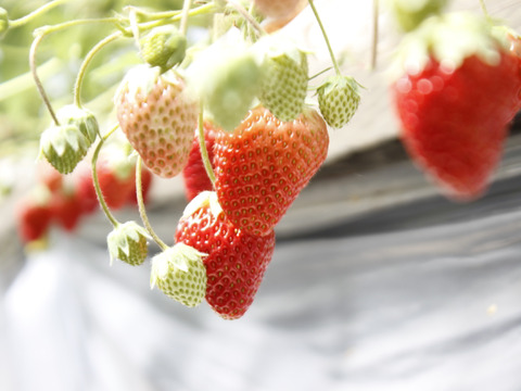 【小粒中心】サイズいろいろバラ詰めいちご（紅ほっぺ）700ｇ×2箱