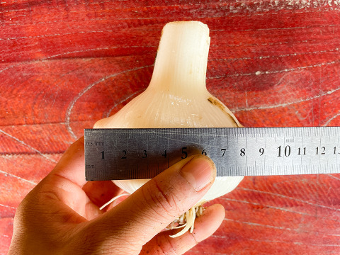 【スタミナ満点！】宮城県産 ジャンボにんにく約1kg  ※栽培期間中農薬不使用