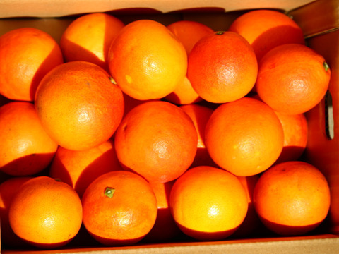 ブラッドオレンジ「タロッコ」　2ｋｇ　
順次発送開始！！
