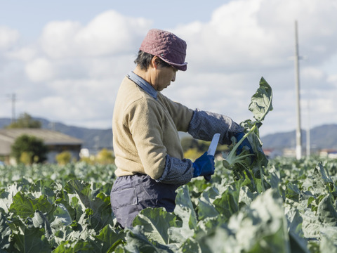 食べチョク限定！使いやすいサイズ！茎まで食べられる淡路島産ブロッコリー 1kg