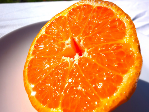 【甘さが濃～い！】びわ屋のポンカン「千々（ちぢ）ポンカン」　5㎏でお届け