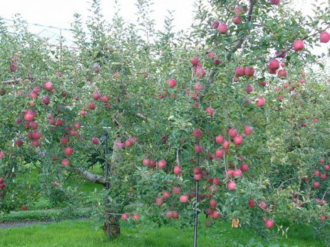 長沼果樹園　ふじりんご10個入り　約3㎏　山形県上山市　最初に酸味、後から甘みが感じられる「味が濃い！」といわれるりんごです。
