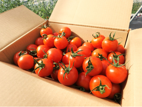 【アイメック農法】フルーツトマト　フルティカ（1.4kg）