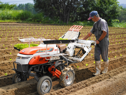 【秋の野菜セット】標高1100M・六合の伝統野菜や幻の419キャベツ計7種