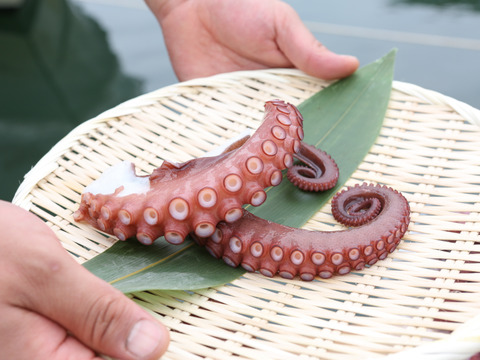 【指定不可】【新鮮間違いなし】生小タコ3ｋｇ分〈5匹〉ぷりっぷり下津井産