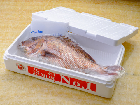 【冷蔵】みやび鯛 「まるごと1尾セット」 (みやび鯛約2kgサイズ)　アメリカへの輸出シェアNo.1のみやび鯛