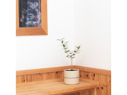 オリーブ 鉢植え 「タジャスカ」 シンボルツリー 観葉植物