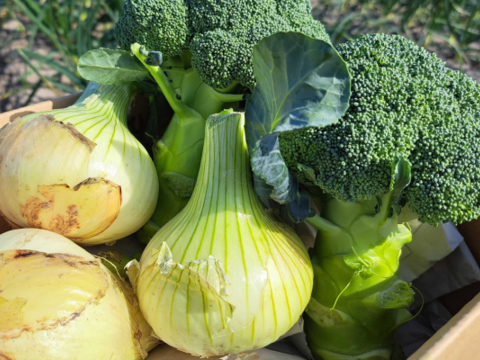 ブロッコリー2株×淡路島新玉ねぎ10個セット【野菜ソムリエサミット金賞🏆】