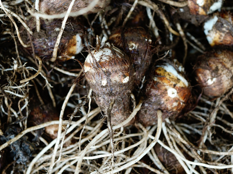 【今が旬】絶品！ねっとりなめらか舌触り！ 千葉県産 里芋「土垂」１ｋｇ