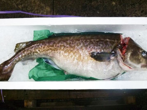 真鱈‼️タラ(メス)⭐️ 鍋の王様‼️ この時期だけの提供出来る魚です‼️ 1匹約3.5〜6kg  他の魚が余ればサービスで同梱致します⭐️