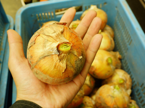 北海道産　節減対象農薬：当地6割減 手作業 たまねぎ(M～L）3kg