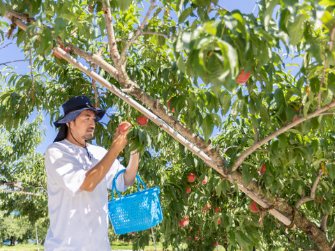 ＜超希少品種＞【桃：スウィート光黄・3kg箱】スウィートな旨さが自慢の黄桃