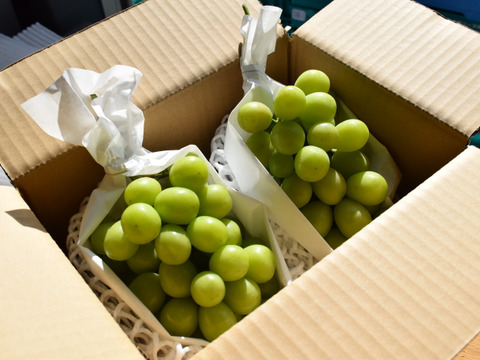 お待たせ！山梨県産「シャインマスカット」（ご家庭用・2㎏）